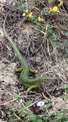 Lacerta bilineata