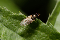 Calliopum