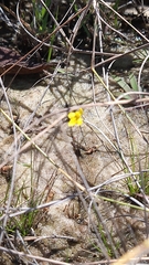 Utricularia subulata