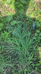Allium vineale