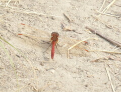 Sympetrum costiferum