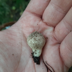 Lycoperdon nigrescens