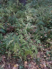 Urtica cannabina