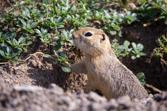 Urocitellus richardsonii