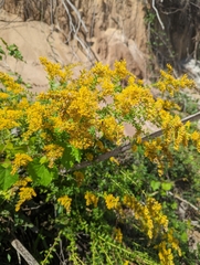 Solidago mexicana