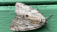Catocala subnata