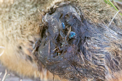 Urocitellus richardsonii