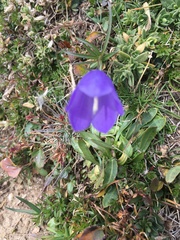 Campanula scheuchzeri