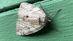 Catocala subnata