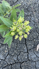 Asclepias viridis