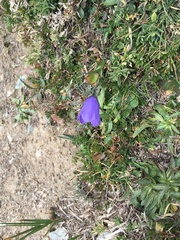 Campanula scheuchzeri