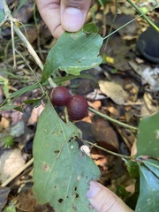 Disholcaspis globosa