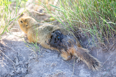 Urocitellus richardsonii