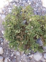 Chamaesaracha sordida