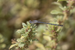 Ischnura perparva