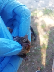 Myotis daubentonii