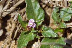 Boerhavia glabrata