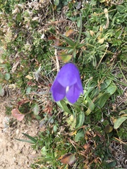 Campanula scheuchzeri