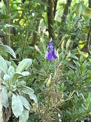 Delphinium ajacis