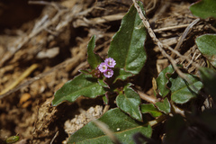 Boerhavia glabrata