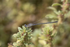 Ischnura perparva