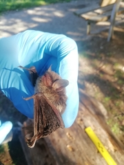 Myotis daubentonii