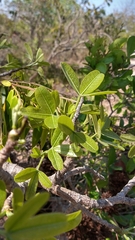 Eriotheca gracilipes