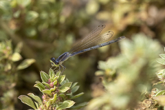 Ischnura perparva