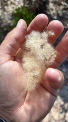 Eriotheca gracilipes