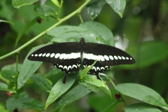 Papilio liomedon