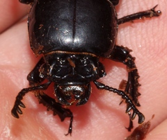 Odontotaenius
