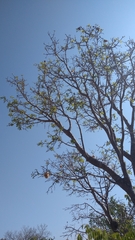 Eriotheca gracilipes