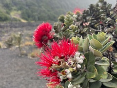 Metrosideros polymorpha