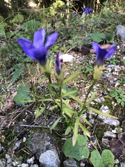 Gentianopsis ciliata ciliata