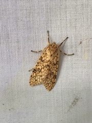 Phaegopterina