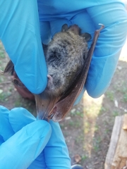 Myotis daubentonii