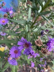 Symphyotrichum novae-angliae