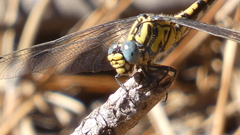 Onychogomphus uncatus