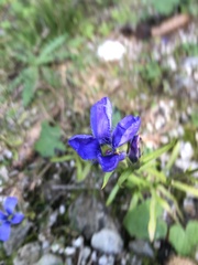 Gentianopsis ciliata ciliata