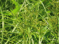 Cyperus imbricatus