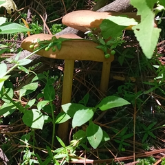 Melanoleuca