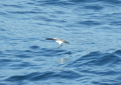 Pelagodroma marina