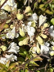 Pycnanthemum albescens