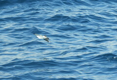 Pelagodroma marina