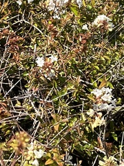 Pycnanthemum albescens