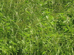 Cyperus imbricatus