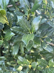 Ilex cornuta
