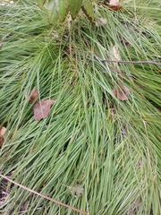 Carex montana
