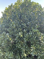 Ilex cornuta