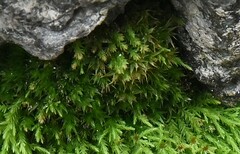 Claopodium rostratum